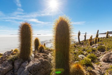 Incahuasi adasındaki büyük kaktüs, tuz düzlüğü Salar de Uyuni, Altiplano, Bolivya. Alışılmadık doğal manzara terk edilmiş güneş enerjisi Güney Amerika 'da seyahat ediyor.