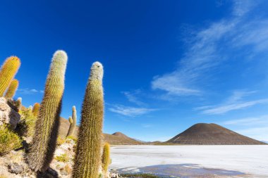 Incahuasi adasındaki büyük kaktüs, tuz düzlüğü Salar de Uyuni, Altiplano, Bolivya. Alışılmadık doğal manzara terk edilmiş güneş enerjisi Güney Amerika 'da seyahat ediyor.