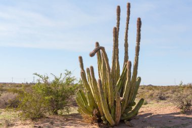 Meksika, Baja California 'daki Kaktüs tarlaları
