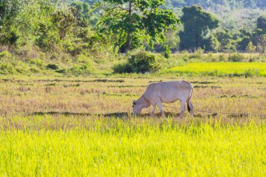 Yeşil çayırda otlayan beyaz inek. Kırsal çayırda tarım yapan.