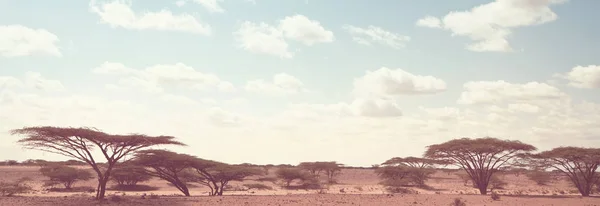 Afrikaanse Landschappen Warm Geel Bush Bomen Blauwe Hemel Conceptuele Afrikaanse — Stockfoto