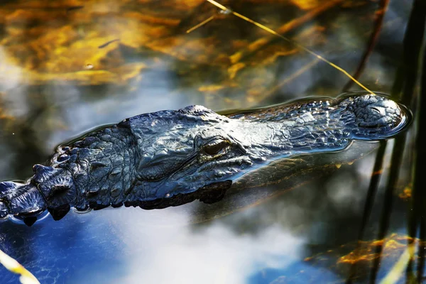 Alligator Américain Nager Dans Les Everglades Avec Une Réflexion Colorée — Photo