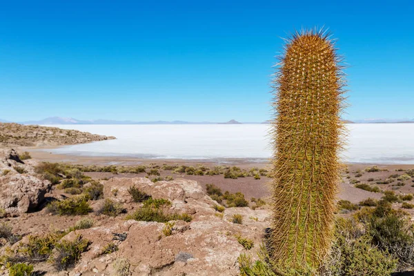 Cactus Sull Altipiano Boliviano Paesaggi Naturali Insoliti Viaggi Solari Deserti — Foto Stock
