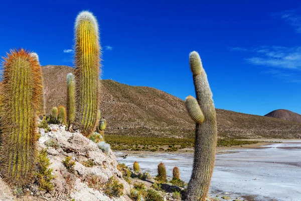 Μεγάλος Κάκτος Στο Νησί Incahuasi Επίπεδο Αλάτι Salar Uyuni Altiplano — Φωτογραφία Αρχείου