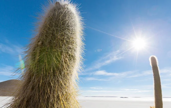 Gran Cactus Isla Incahuasi Salar Uyuni Altiplano Bolivia Paisajes Naturales — Foto de Stock