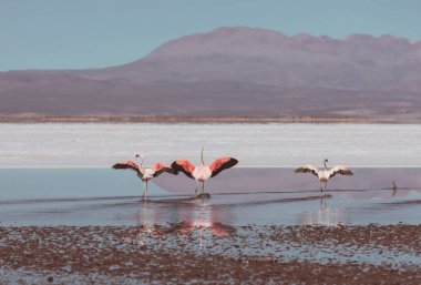 Bolivya Altiplano Gölü 'nde flamingo. Vahşi doğa.