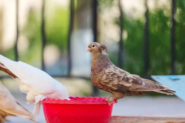 Domestic Pigeons Feeding Street — Stock Photo, Image