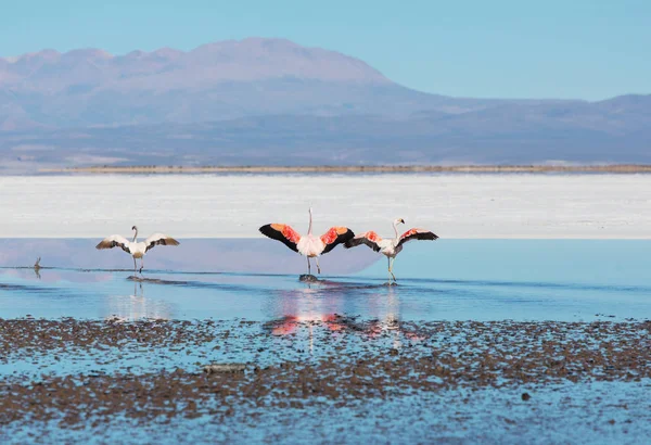 Flamingo Danau Altiplano Bolivia Alam Liar Padang Gurun — Stok Foto