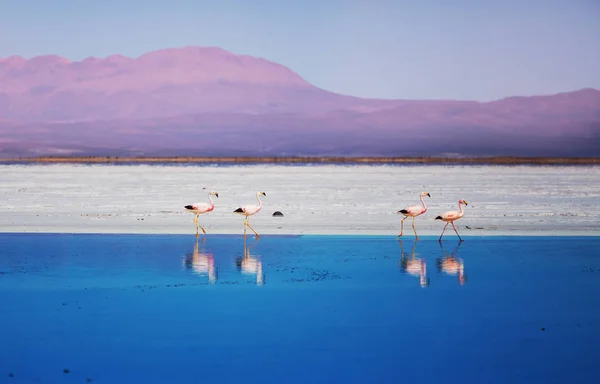 Flamant Rose Dans Lac Altiplano Bolivien Faune Nature Sauvage — Photo