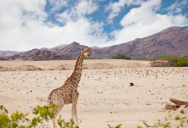 Jirafa Salvaje Arbusto Africano Namibia — Foto de Stock