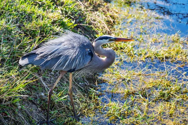 Grey Heron Ardea Cinerea Národní Park Everglades Florida — Stock fotografie