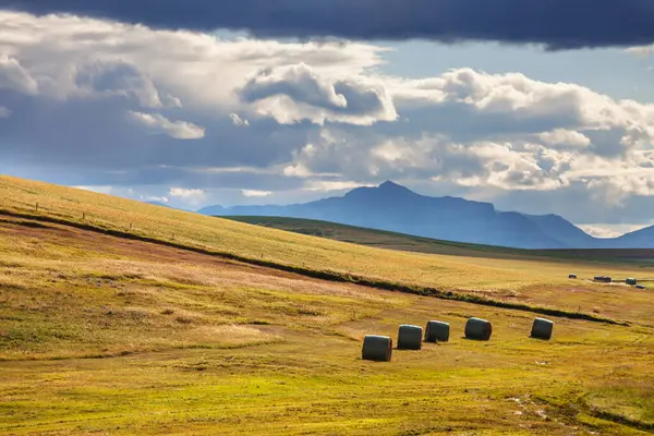 Hays Een Groen Veld Landelijke Natuurlijke Landschappen Achtergrond — Stockfoto