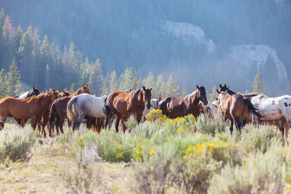 Häst Betesmark Chile Sydamerika — Stockfoto