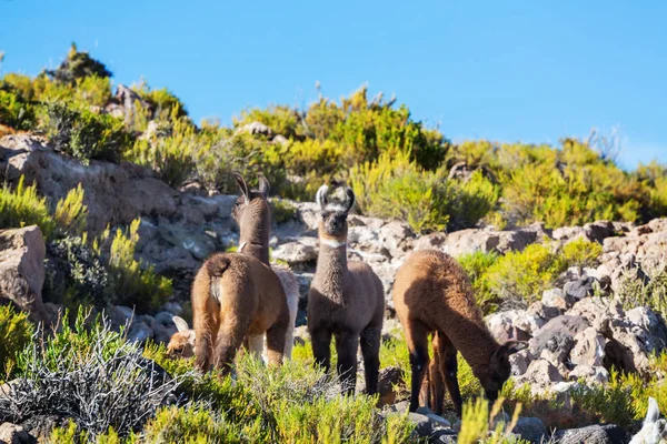 Llama Het Afgelegen Gebied Van Bolivia — Stockfoto