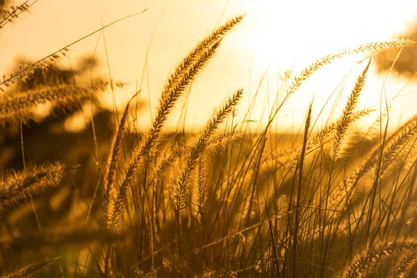 Gräs Äng Vid Solnedgången — Stockfoto