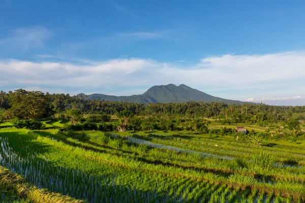 Green Rice Terrace Ricefield Ubud Bali Endonezya — Stok fotoğraf
