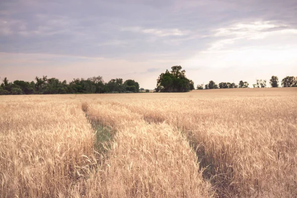 Campo Grano Giallo Paesaggi Rurali — Foto Stock