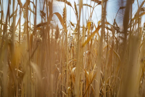 Buğday Tarlası Yakın Çekim Olgun Buğday Kulakları Doğada Yetişir — Stok fotoğraf