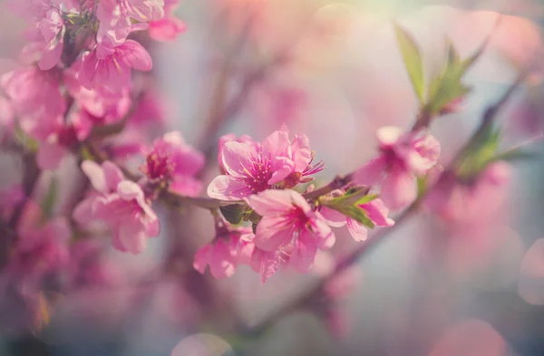 在春天的花园里 樱花盛开 春季背景 — 图库照片