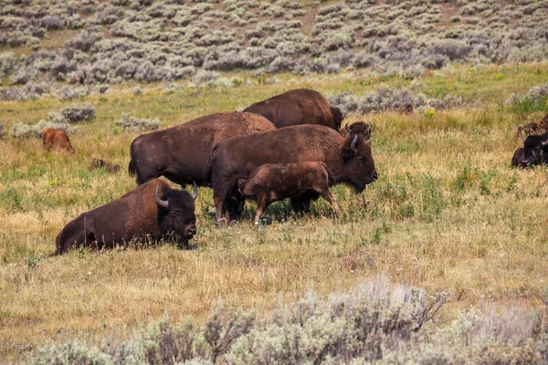 Yellowstone Ulusal Parkı Ndaki Wild Buffalo Abd — Stok fotoğraf