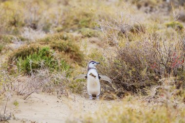 Patagonya 'da Macellan Pengueni (Spheniscus magellanicus)
