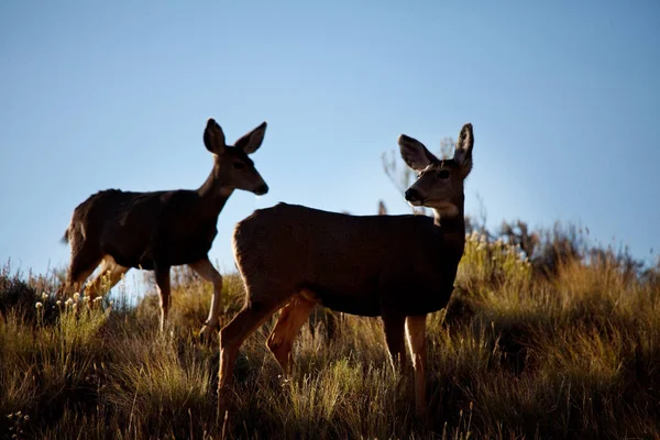 Rehe Auf Der Grünen Wiese Usa — Stockfoto