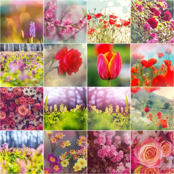 Coleção Flores Diferentes Conjunto Tema Primavera — Fotografia de Stock