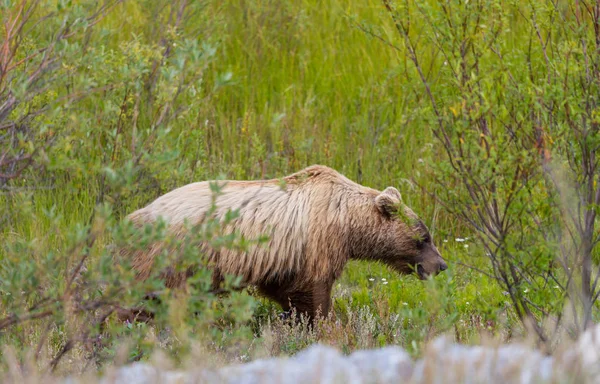 Wild Grizly Bear Grassland Alaska Wildlife Nature — Stock Photo, Image