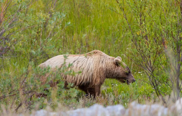 Wilde Griezelige Beer Grasland Alaska Natuur — Stockfoto