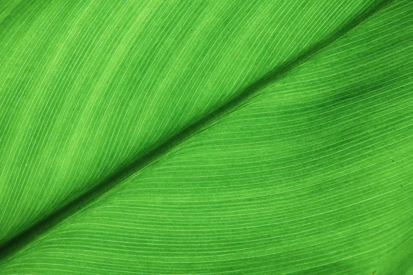 Grüne Blätter Hautnah Garten — Stockfoto