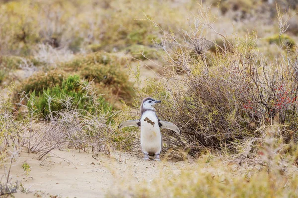 Magellanic Penguin Spheniscus Magellanicus Patagonia — Stock Photo, Image
