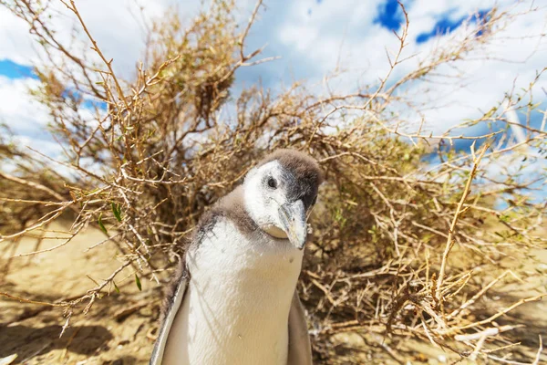 Magellán Pingvin Spheniscus Magellanicus Patagóniában — Stock Fotó