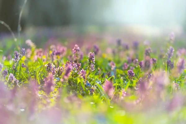 Hermosos Paisajes Forestales Flores Primavera Bosque —  Fotos de Stock