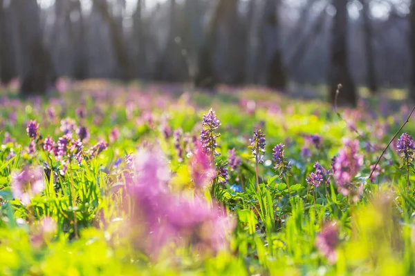 Lindas Paisagens Florestais Flores Primavera Floresta — Fotografia de Stock