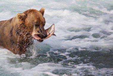 Alaska 'da vahşi kahverengi ayı