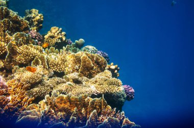 Kızıldeniz, Mısır 'da yaşayan mercan resifi. Doğal olağandışı arkaplan.