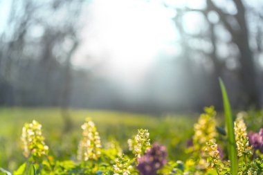 Güzel ormanlık araziler. Ormanda bahar çiçekleri.