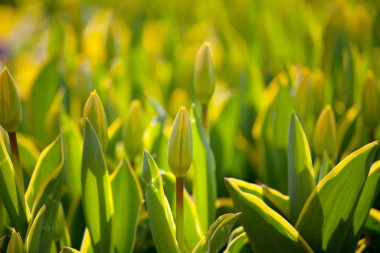 Bahar bahçesinde renkli lale grubu. Parlak renkli lale fotoğraf arkaplanı. İnanılmaz bahar konsepti ve arka plan.