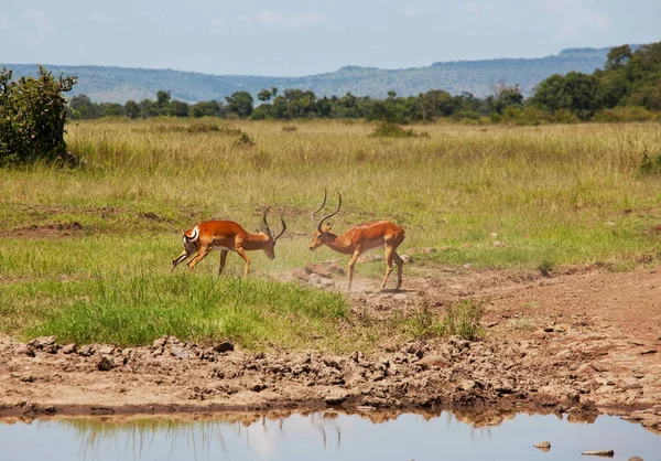 美洲羚羊公羚羊为领地和母羚羊而战斗 肯尼亚Masai Mara国家公园 非洲动物的狩猎之旅 — 图库照片