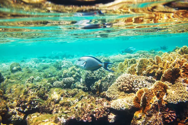 埃及红海的活珊瑚礁 自然不寻常的背景 — 图库照片