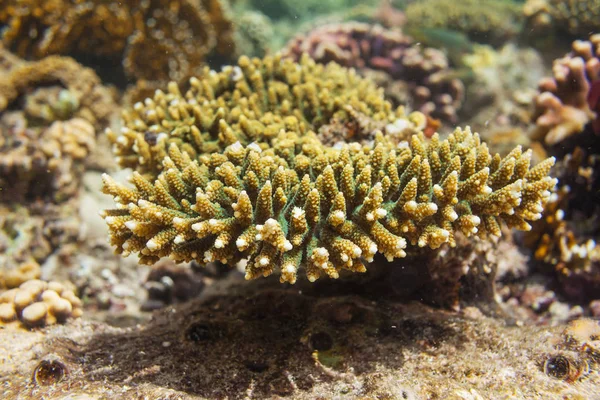 Living Coral reef in Red Sea, Egypt. Natural unusual background.