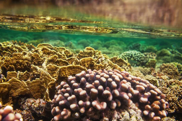 Living Coral reef in Red Sea, Egypt. Natural unusual background.