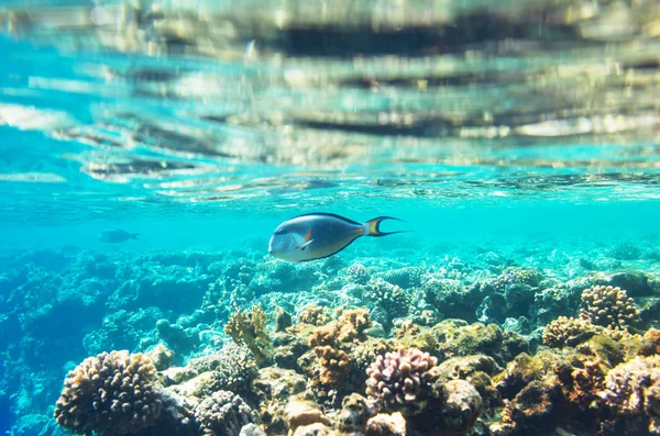 Living Coral Reef Red Sea Egypt Natural Unusual Background — Stock Photo, Image