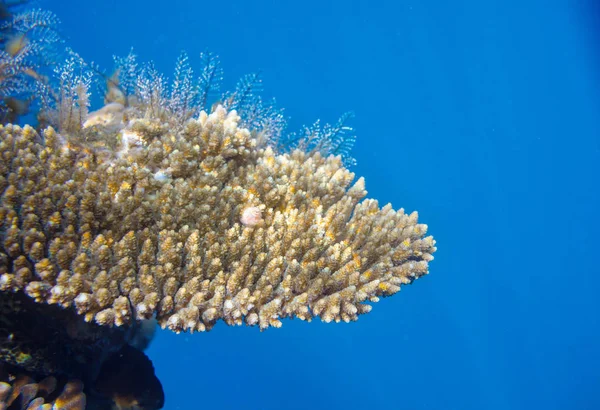 Barriera Corallina Vivente Nel Mar Rosso Egitto Sfondo Naturale Insolito — Foto Stock