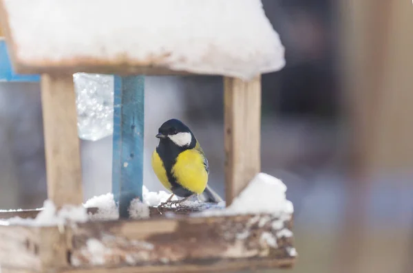 Större Titmusfågel Som Sitter Fröburk Vintersäsong Snö Kallt — Stockfoto