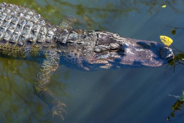 Amerikan Timsahı Everglades 'te yüzüyor ve vahşi doğa ulusal parkında renkli bir yansıması var.