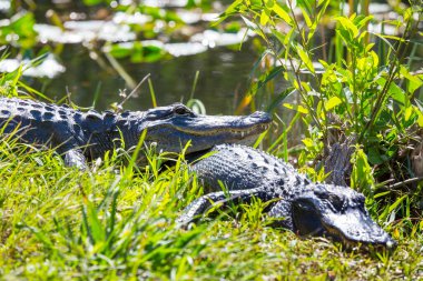 Amerikan Timsahı Everglades 'te yüzüyor ve vahşi doğa ulusal parkında renkli bir yansıması var.