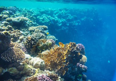 Kızıldeniz, Mısır 'da yaşayan mercan resifi. Doğal olağandışı arkaplan.
