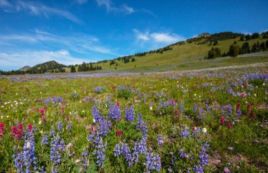 Güneşli bir günde dağ çayırı. Doğal yaz manzarası.