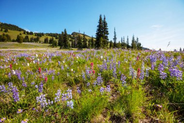 Güneşli bir günde dağ çayırı. Doğal yaz manzarası.
